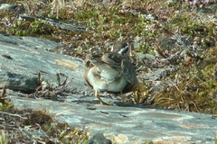 Charadrius morinellus