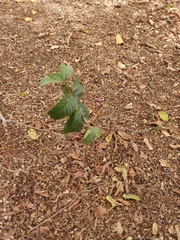 Psidium guajava