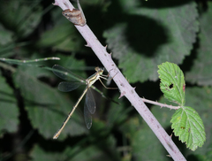 Lestes barbarus