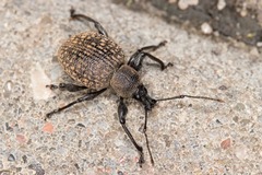 Otiorhynchus armadillo