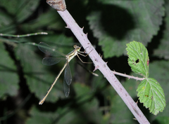 Lestes barbarus