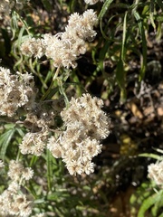 Anaphalis margaritacea