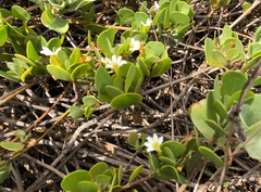 Scaevola coriacea