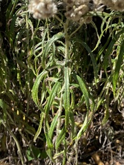 Anaphalis margaritacea