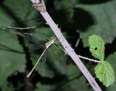 Lestes barbarus