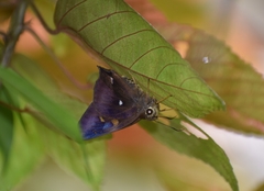 Hasora badra