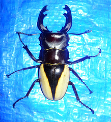 Odontolabis cuvera cuvera