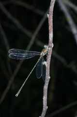 Chalcolestes parvidens
