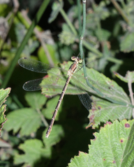 Lestes barbarus