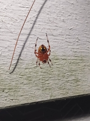 Araneus
