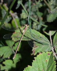Lestes barbarus