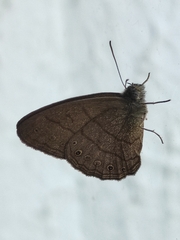 Lepidoptera