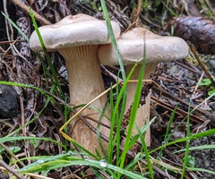 Infundibulicybe geotropa