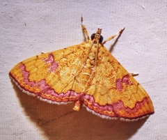 Isocentris filalis
