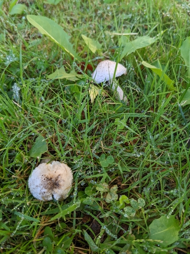 Leucocoprinus barssii — (c) Chelle Temple-King, some rights reserved (CC BY)