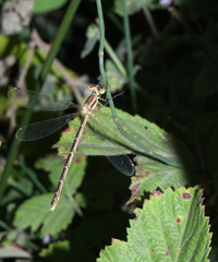 Lestes barbarus