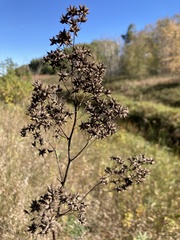 Thalictrum dasycarpum