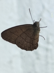 Lepidoptera