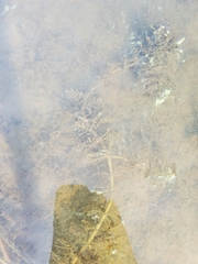 Myriophyllum sibiricum