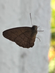 Lepidoptera