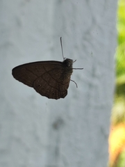 Lepidoptera