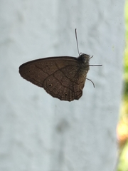 Lepidoptera