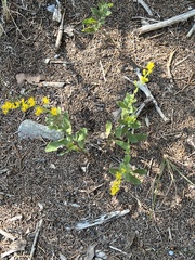 Solidago radula