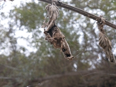 Araneus