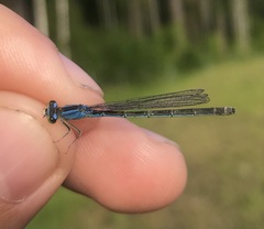 Ischnura pumilio