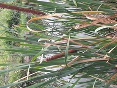 Typha latifolia
