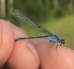Ischnura pumilio