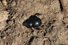 Trypocopris pyrenaeus