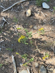 Solidago radula