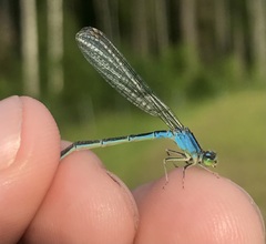 Ischnura pumilio