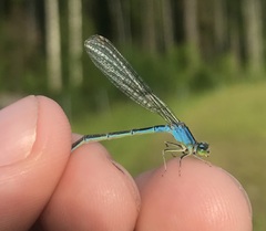 Ischnura pumilio