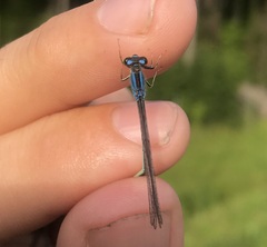 Ischnura pumilio