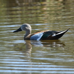 Spatula platalea