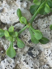 Polycarpaea divaricata