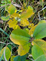 Symphoricarpos occidentalis