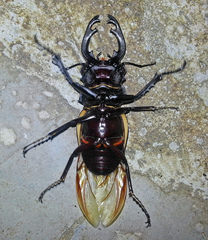 Odontolabis cuvera cuvera