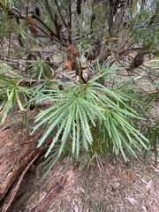 Banksia cunninghamii