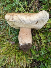 Boletus
