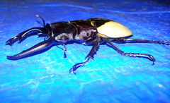 Odontolabis cuvera cuvera