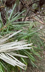 Banksia cunninghamii