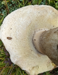 Boletus