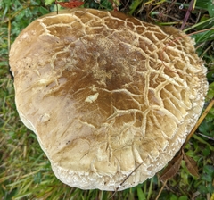 Boletus