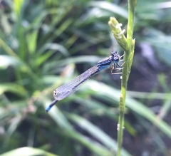 Ischnura pumilio