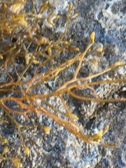 Sargassum muticum