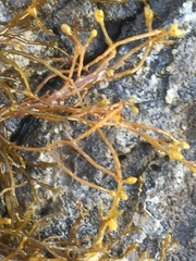 Sargassum muticum