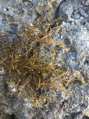 Sargassum muticum